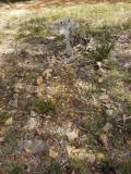 image of grave number 411494